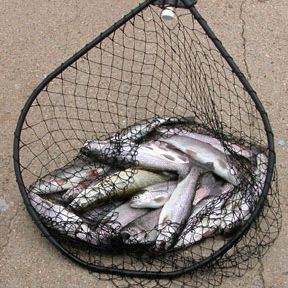 Fish caught in net